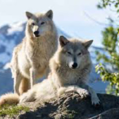 Wolfing Around