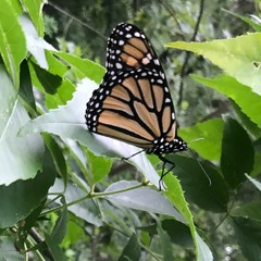 to be reincarnated as a butterfly