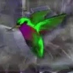 AZEROY 5 VIRTUAL BIRDS