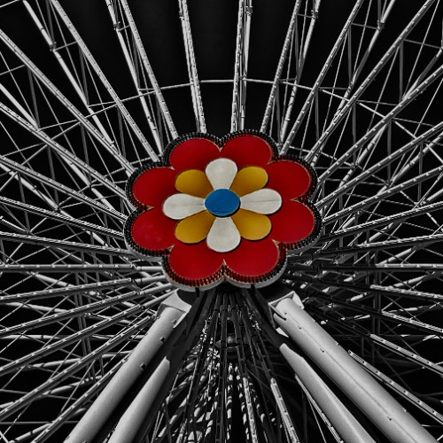BLOOMY DREAMS