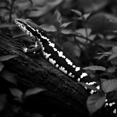 MIX TECHNO HYPNOTIQUE (lagarto merodeando)