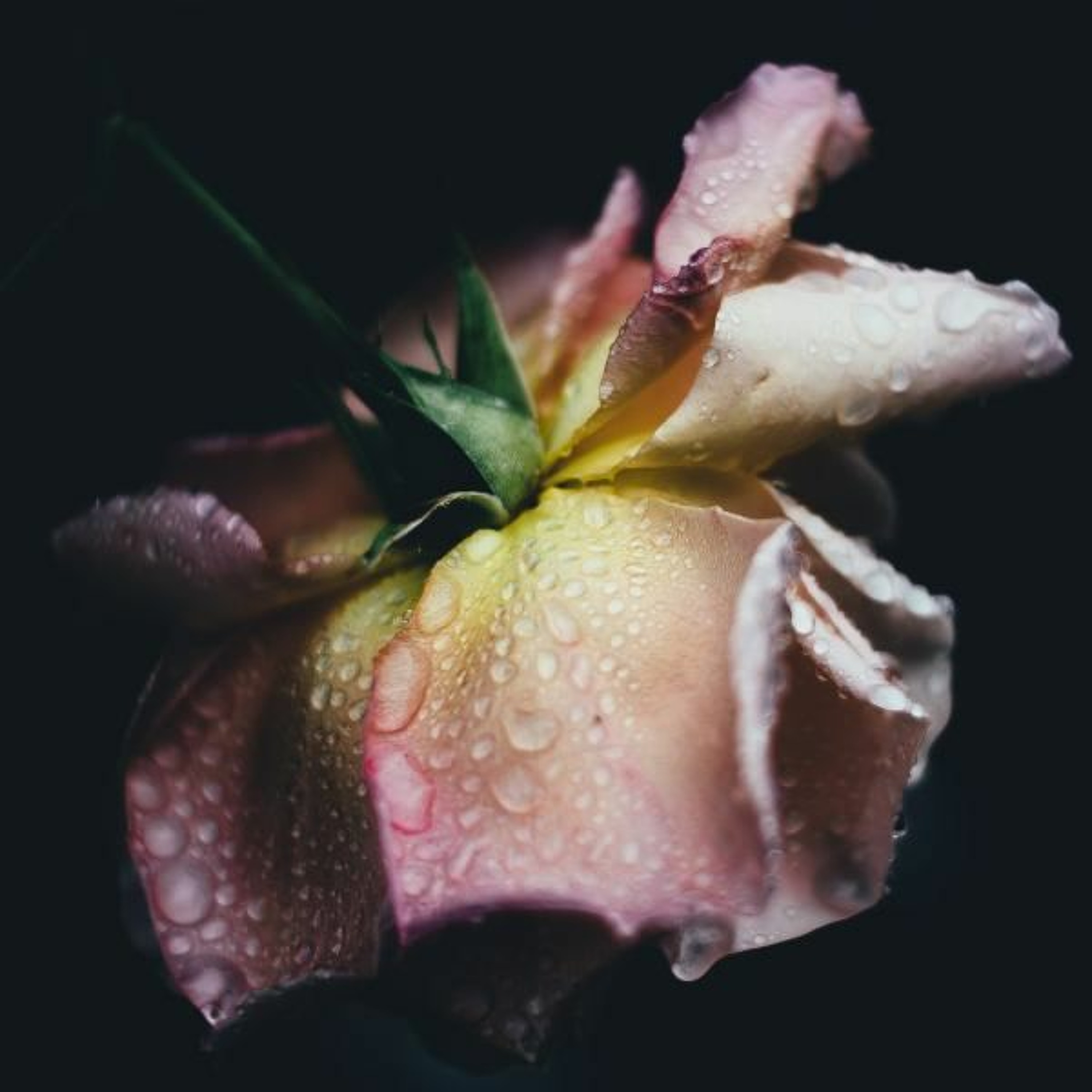 Chopin's Raindrop Prelude episode artwork