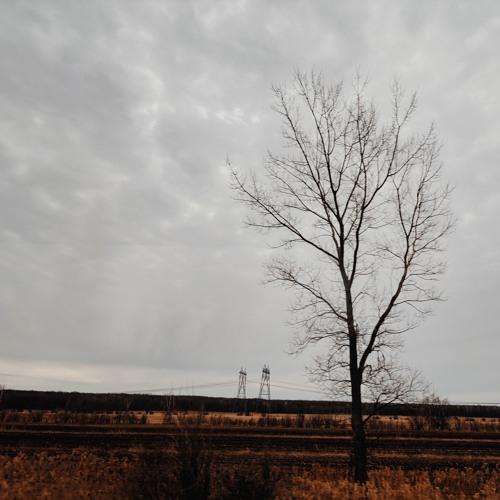 RootWave Grounded