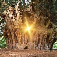 ⭐ 🌳 Yew Tree Essence Healing Journey