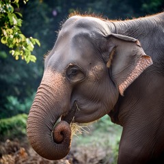 Asian Elephant