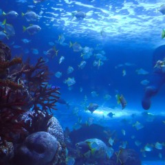 VIRTUAL PARADISE(2024)