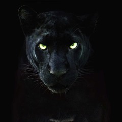 CAT PEOPLE[feat.Glory-An Von-Noir] Unmastered