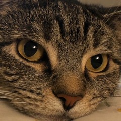 Nugget Is A Chill Cat