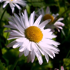 Gabrielė Vilkickytė - Ramune