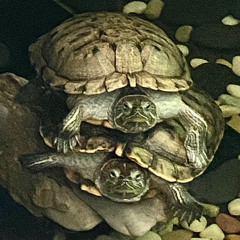 Lovesong (the way)- charlie burg