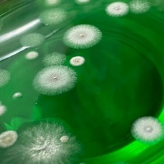 Gelatin