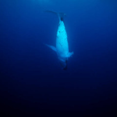 Ocean's Abyss