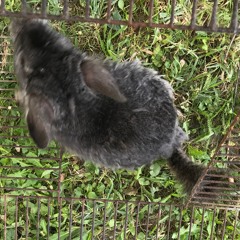 Chinchilla song