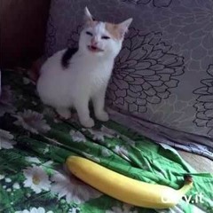 Cat No Banana - He Not Like the Banana (Good Day)