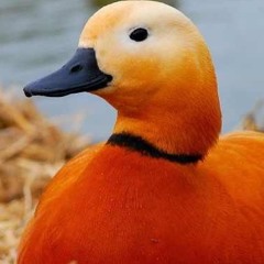 Pamela's Pet