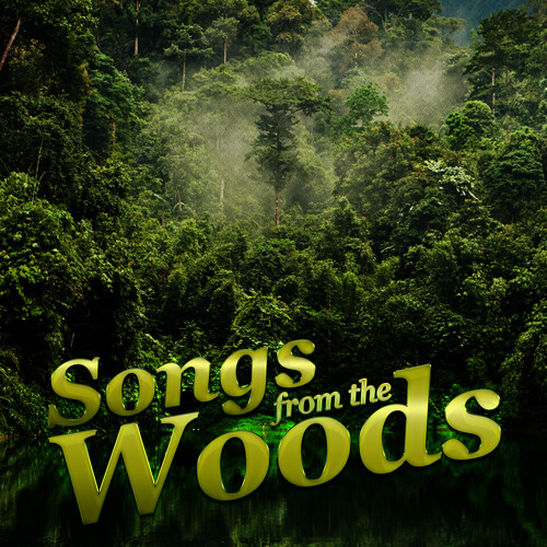 The Forest in Spring