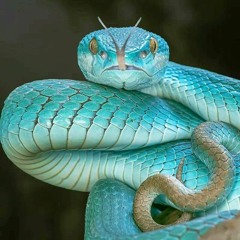 Snakepit play feat: LilCadeGoCrazy and 0Equinox0