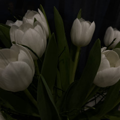 Wunder - Ayliva & Apache207 (Cover)