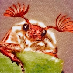 EUSTAKIO - Cockchafer