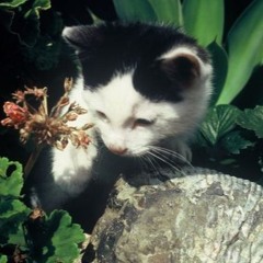 kittyhop