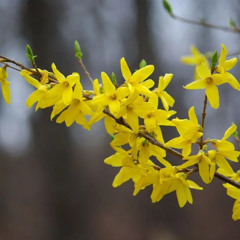 la branche de forsythia