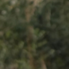 Ic$d 0ut B3n4dryl A66ict$(2nd draft)