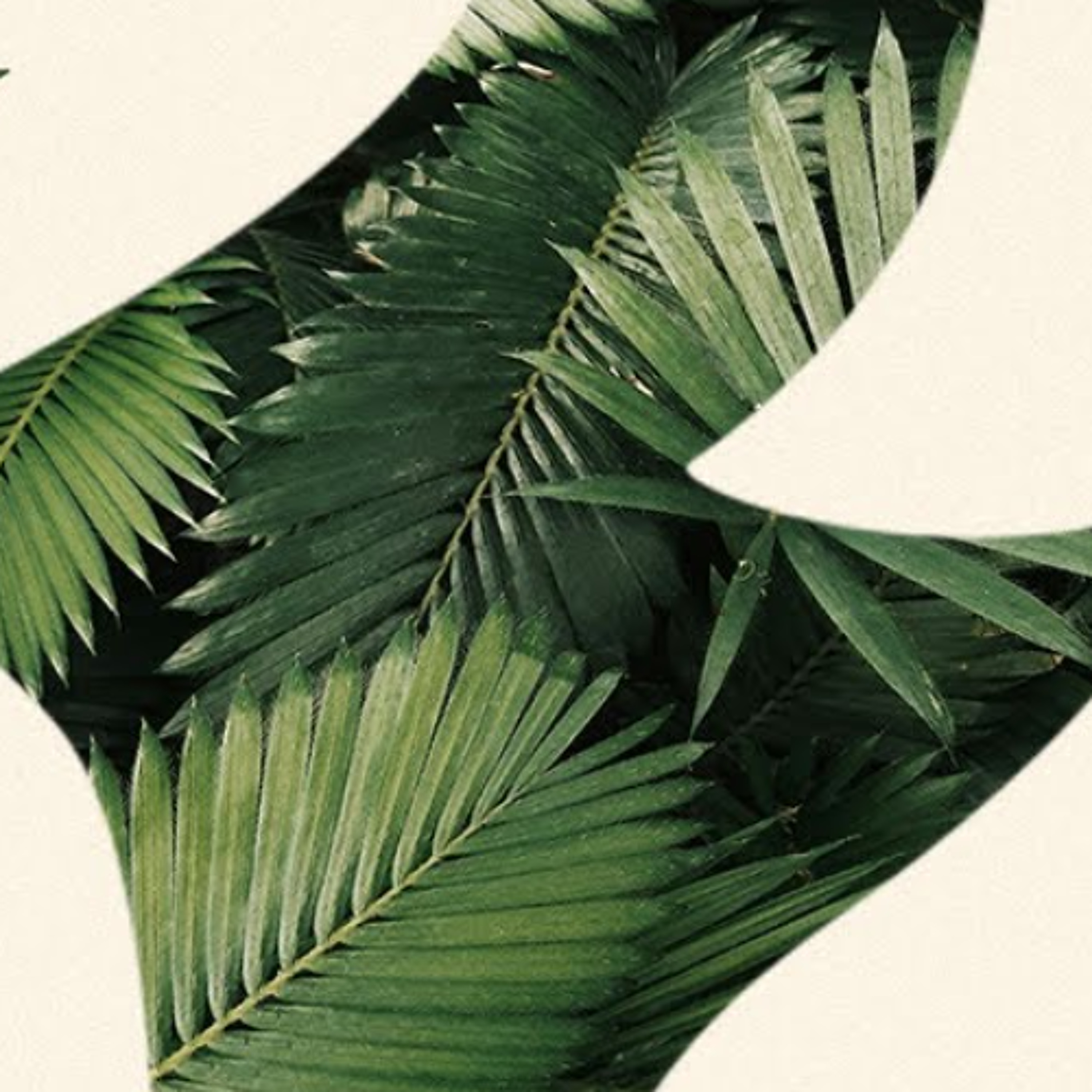 Palm Sunday | March 29, 2026 episode artwork