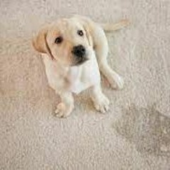 Dog Stains Out Of Carpet