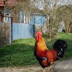 деревня дураков джерк