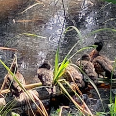 THE WONDER OF IT ALL