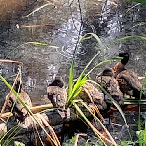 THE WONDER OF IT ALL