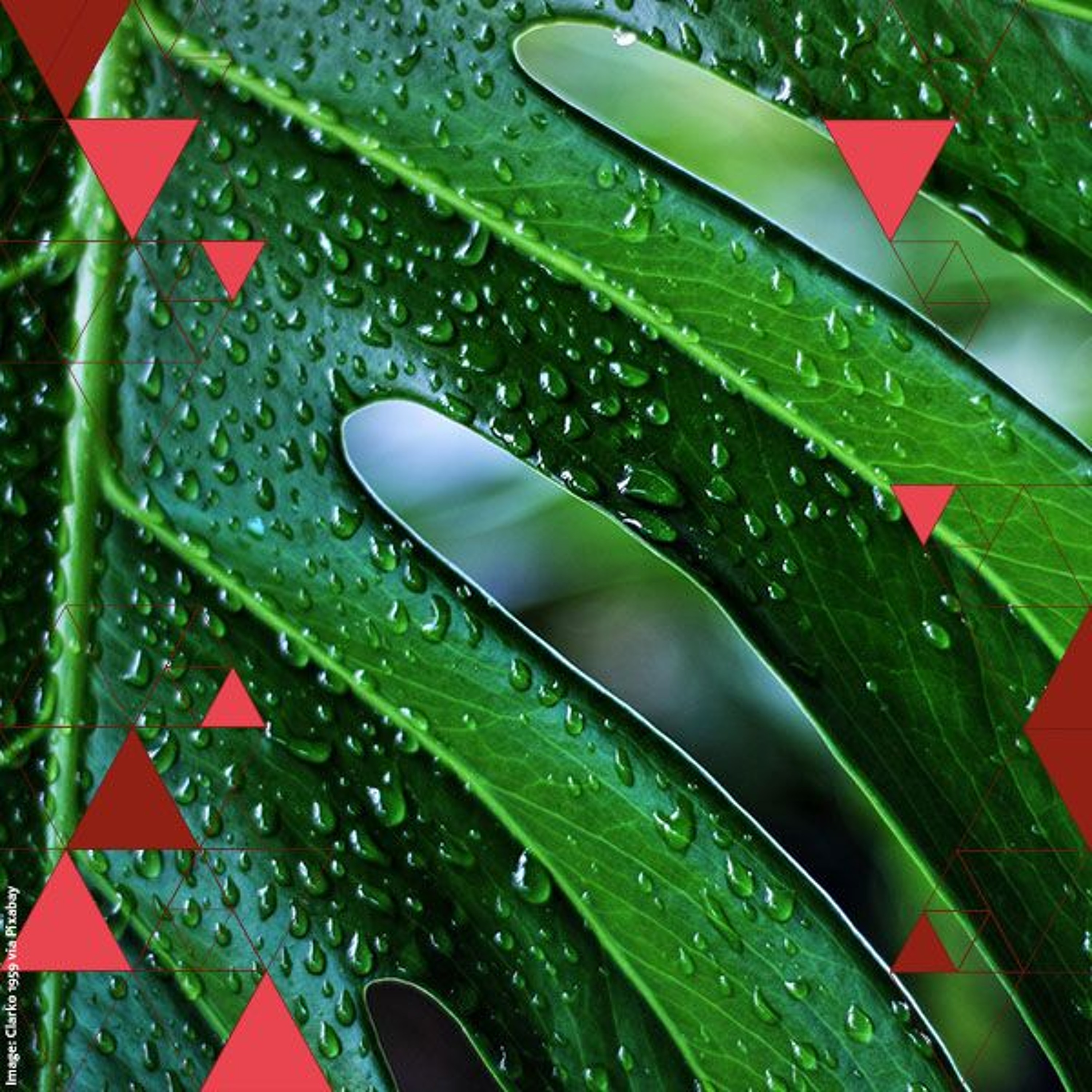 Are We Smart Enough to Know How Smart Plants Are? | philosopher Paco Calvo