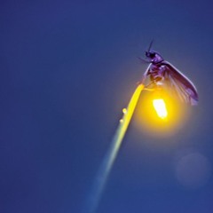 Tiny Piece for a Firefly