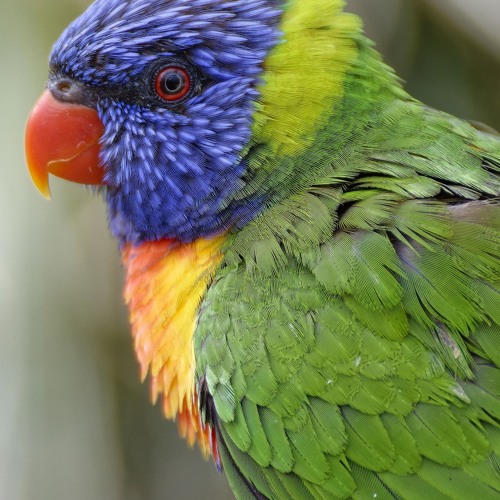 3Rainbow lorikeet3