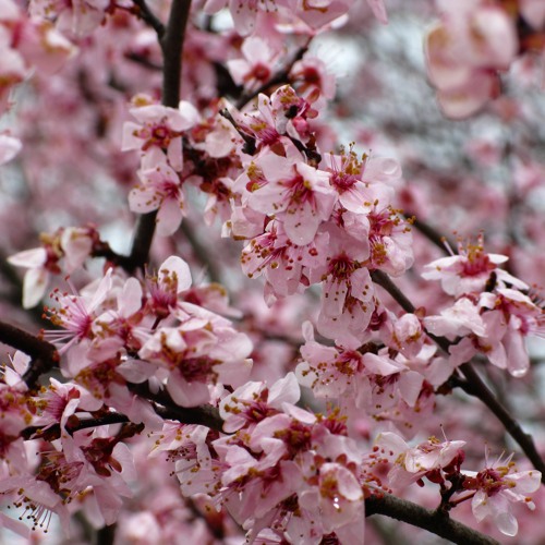Bloom