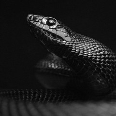 NIKOLAS - ACADEA [Video Official 2021].mp3