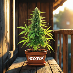 noxpox - my plants at the balcony ;)
