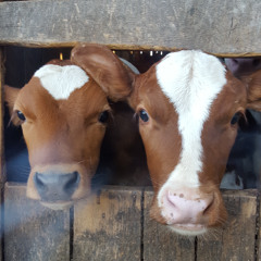 All Cows Go To Heaven