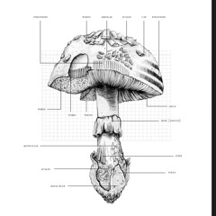 limitless for a limited time — [2023-12-08]