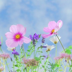 Riding On The Breeze