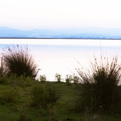 The Wetland Birds of Kızılırmak Delta, Samsun