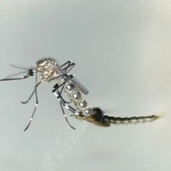 JARIDA LA HABARI ZA UM 21 JULAI 2023 NA ASSUMPTA MASSOI - DENGUE, SDGs, Mabomu