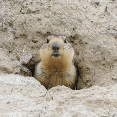 Groundhog Day in Church