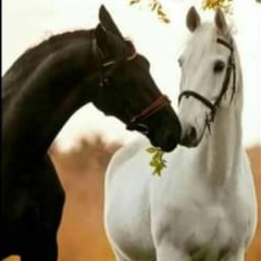 Moonlight And Cayenne - Sunflower