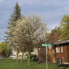 DOGWOOD