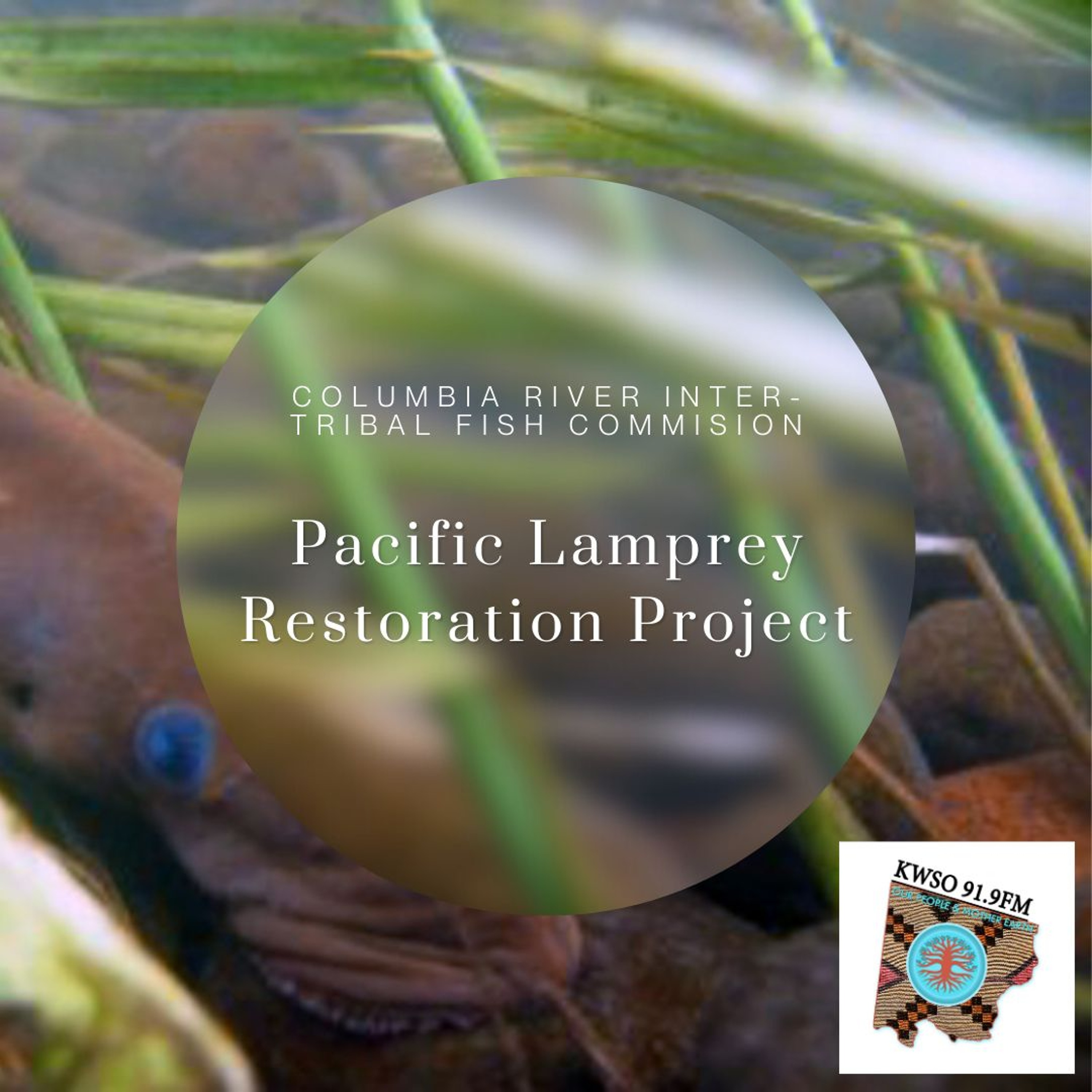 Pacific Lamprey Restoration Project  - KWSO Our People And Mother Earth Program Podcast episode artwork