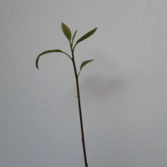 Futur Et (&) Passé Part 1