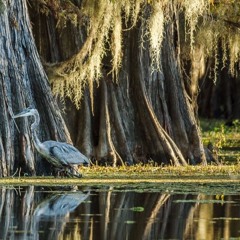 namesake of the swamp