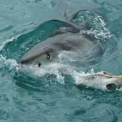 Chum Chum Cher-ee (Ominous Tension) (as heard on Operation Undercover)