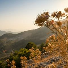 Thorny Heights